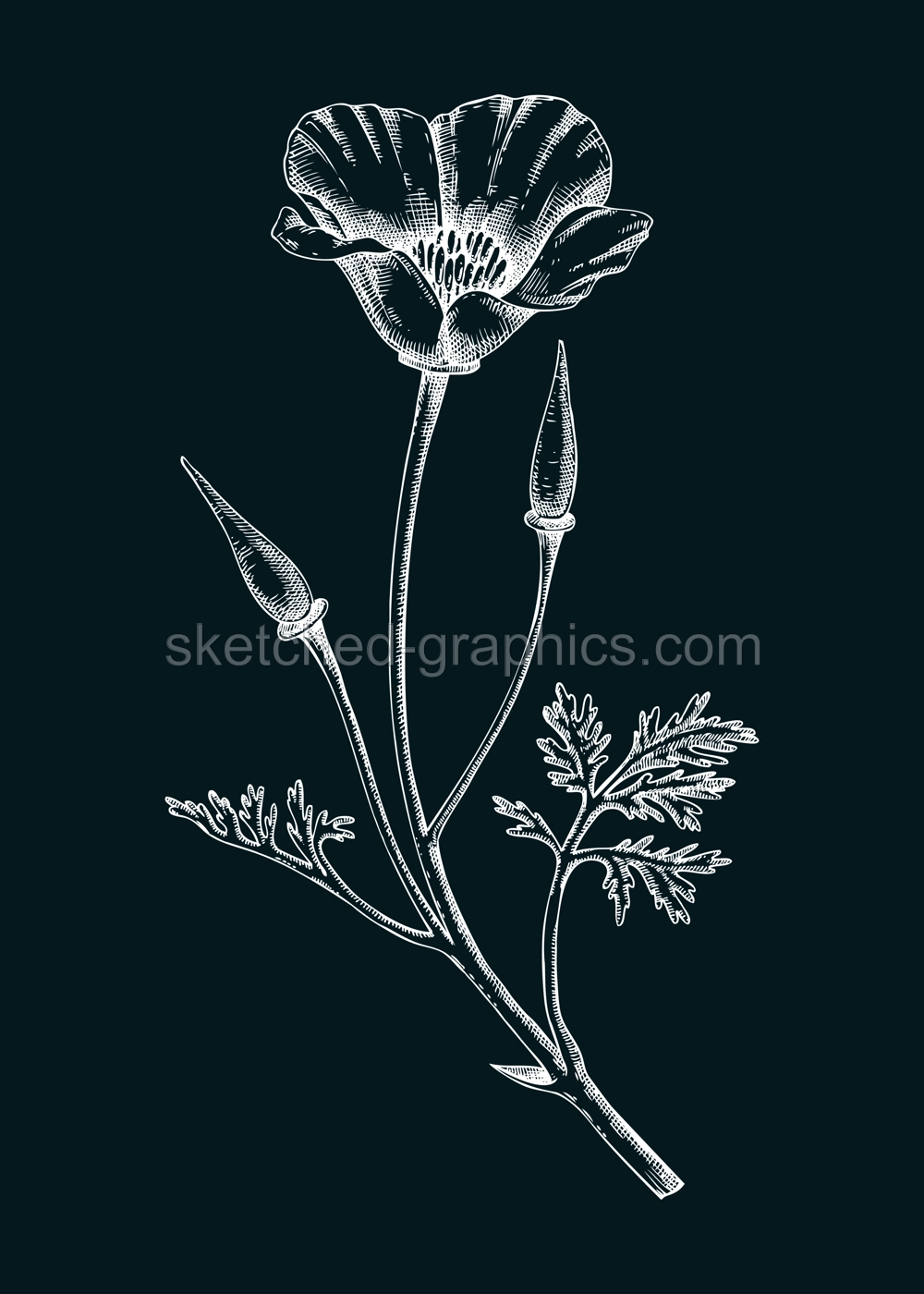 California poppy sketch. Apothecary plant drawing on chalkboard. Herbal remedies, medicinal plant, natural medicine hand-drawn vector illustration. NOT AI genereted Illustration